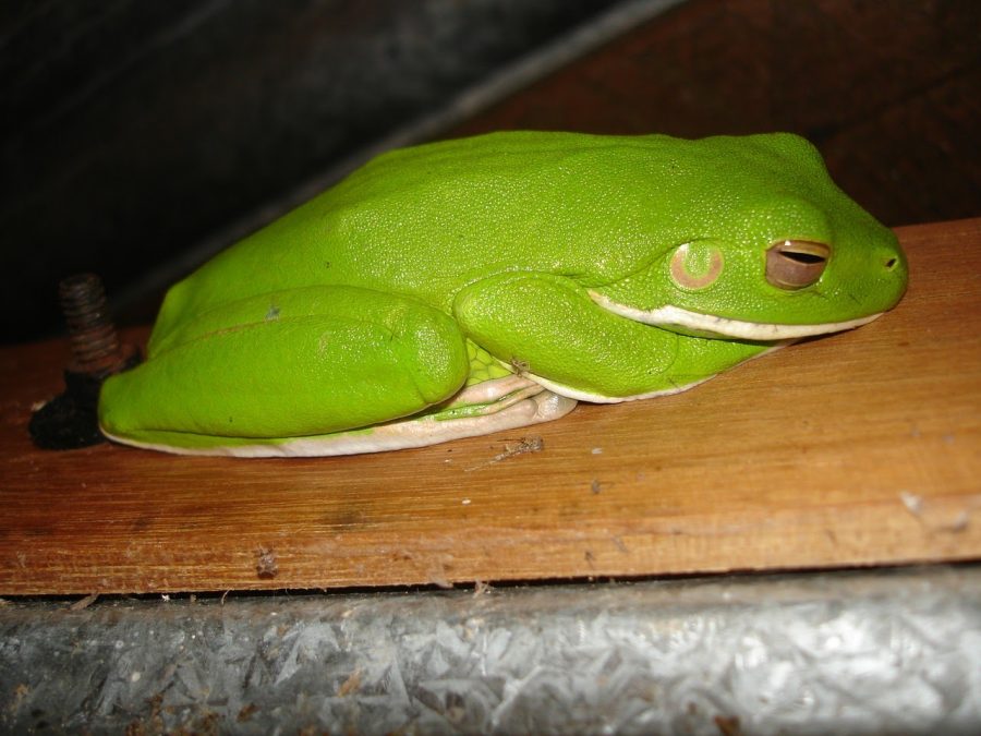 Top Frogs To Own As Pets